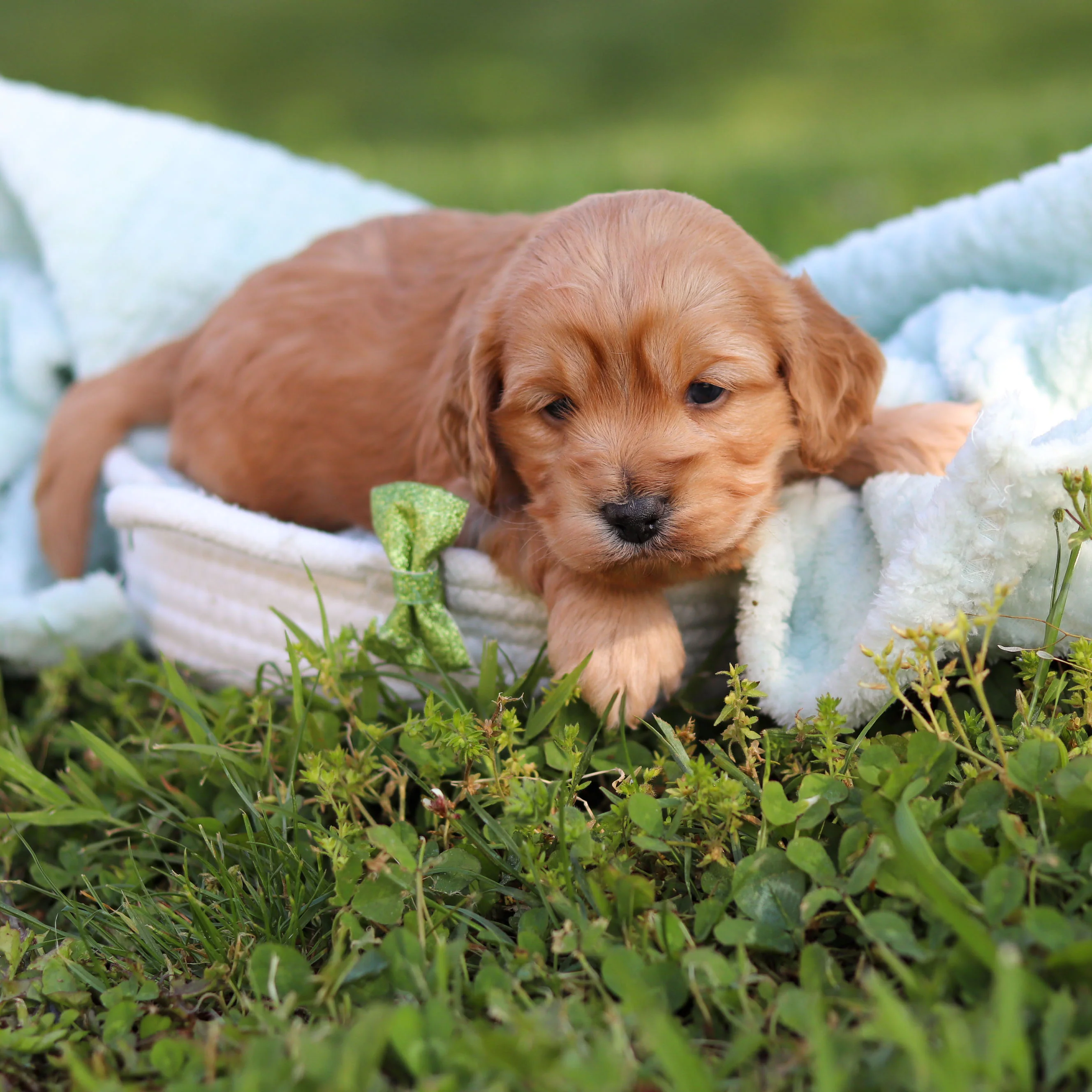 Mini Cockapoo