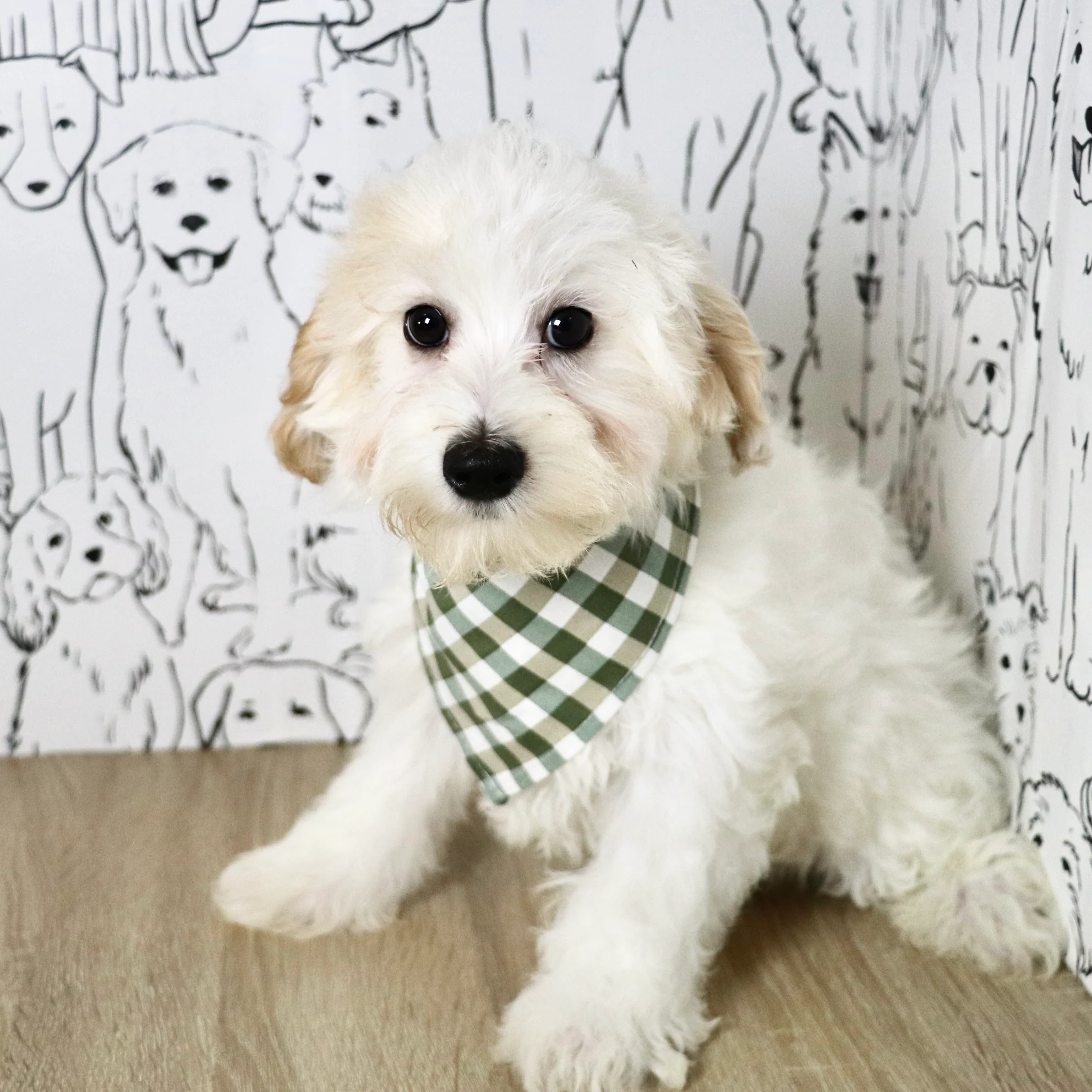 All Puppies