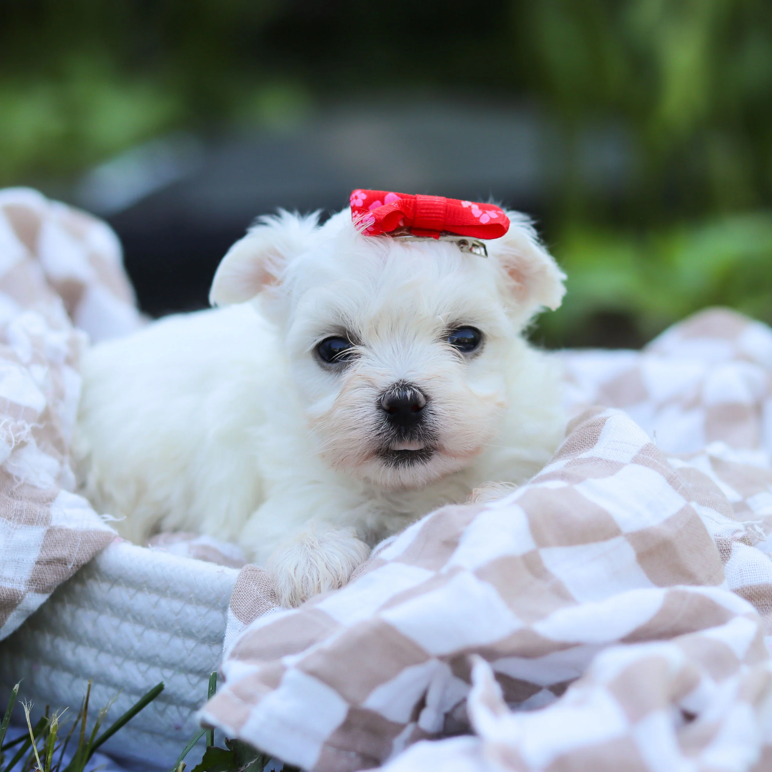 Teacup-Toy Maltese