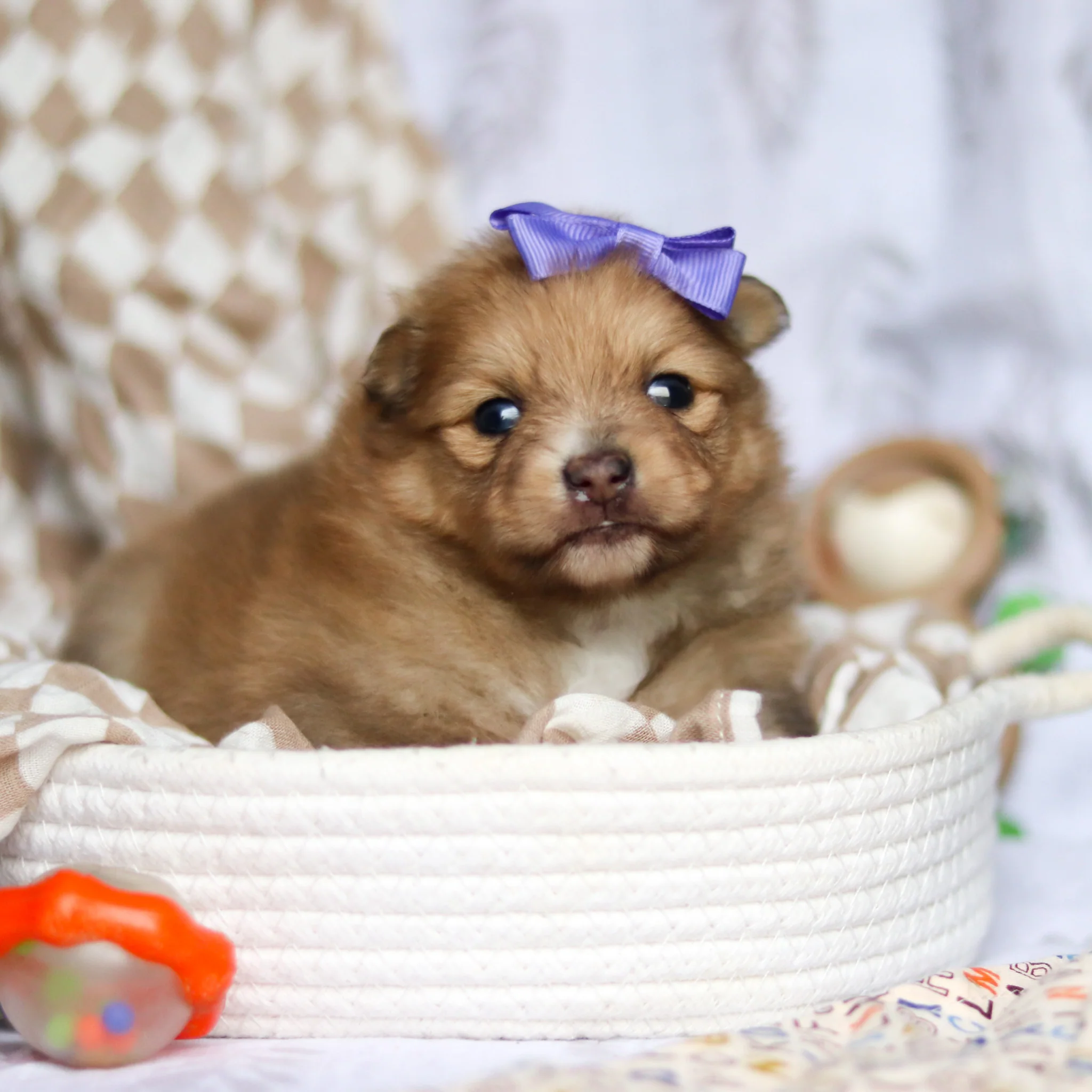 Teacup Pomeranian