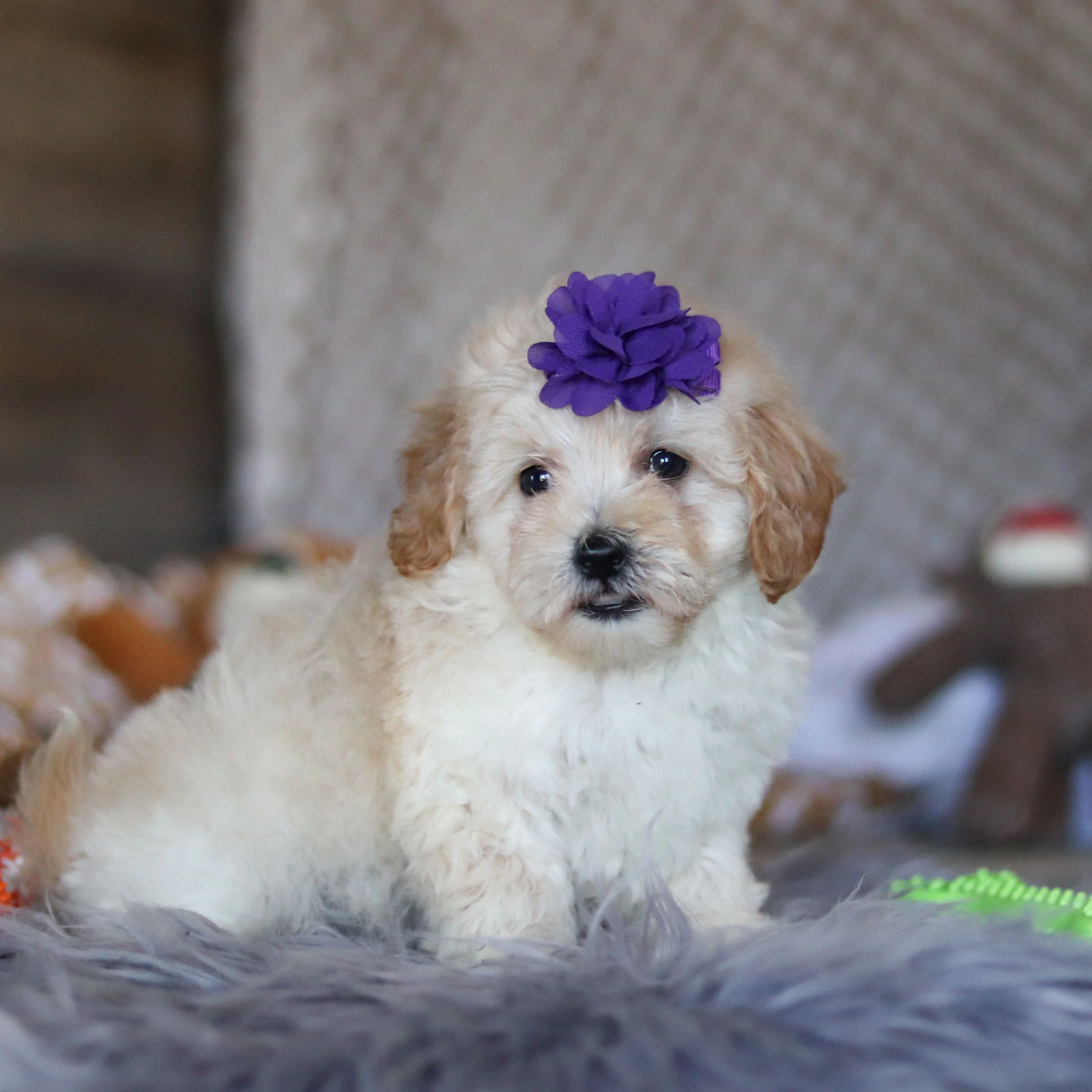 Teacup-Toy Maltipoo